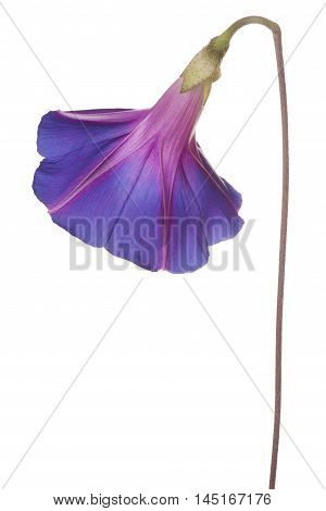 Morning Glory