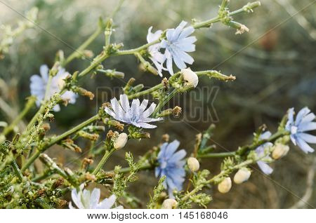 Beautiful Wild meadow grass and flowers under morning sunlight. Autumn field with p small snails background. Sunny seasonal backdrop for design