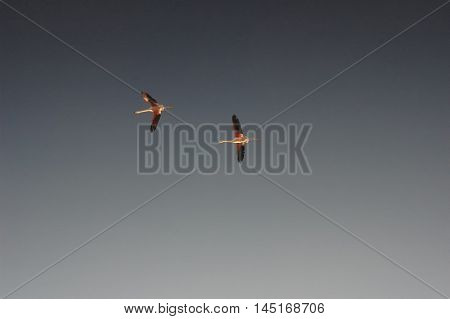 Group of flamingos flying with spread wings