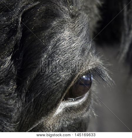 Close up of a black Angus's eye