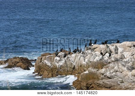 This is an image of birds on the rocks at the Asilomar State
Preserve in Pacific Grove, California.