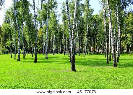 beautiful birchwood in the summer in August