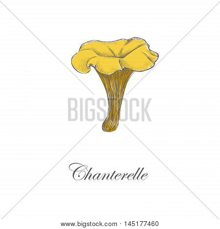 chanterelle mushroom. Vector color illustration sketch of chanterelle mushroom