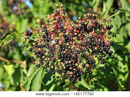 Elderberry On Branch