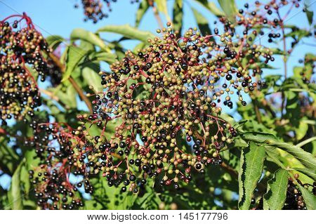 Elderberry On Branch