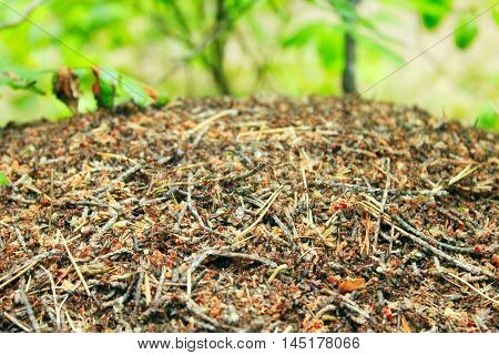 Stormy life in the big ant hill in the forest