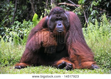 オランウータンのオス。