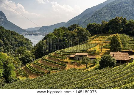 Vineyard along the road between Maroggia and Arogno (Ticino Switzerland) at summer