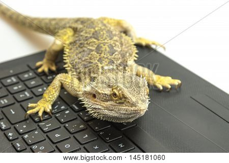 Front view of Agama lizard lying on a notebook keyboard. Agama is looking at the camera. All potential trademarks are removed.