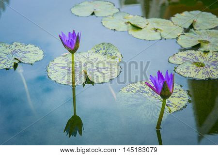 beautiful water lily or lotus flower on the pond