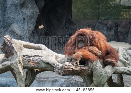 Orange Orangutan lying sleeping on the rock