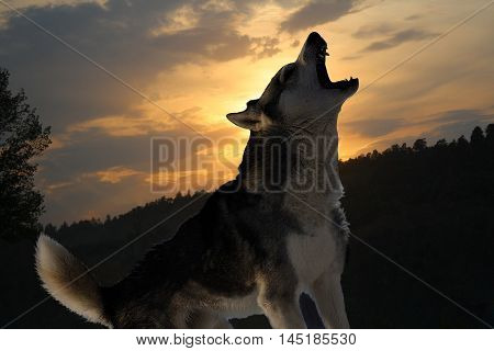lonely song of a wolf in a dark forest