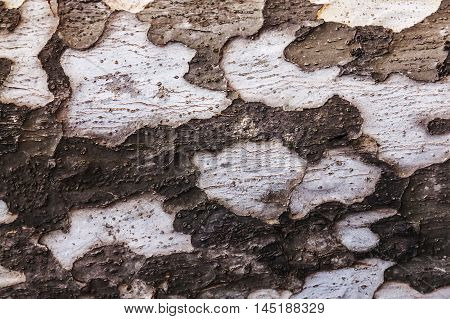 Wooden brown texture of eucalyptus with grey spots