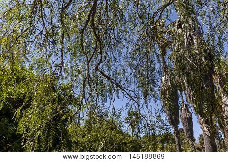 Thin willowy green branches on blue sky background