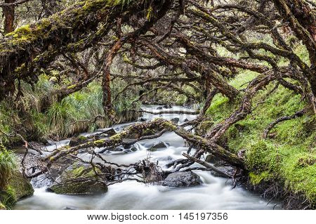Polylepis forest also called paper tree ancient trees.