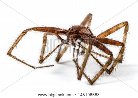 Spider close up isolated on white background