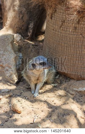 Meerkats Sitting Afternoon On Sand Under The Sun