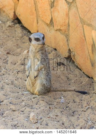 Meerkat Standing Afternoon On Sand Under The Sun