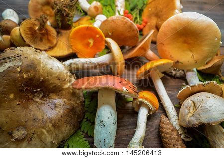 Fall harvest forest mushrooms on a rustic wooden background, natural autumn style decorations. Natural plenteous border background vintage mock up.