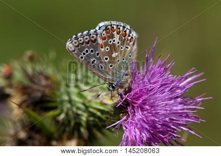 An Adonis blue butterfly (Polyommatus bellargus) on a thistle flower.