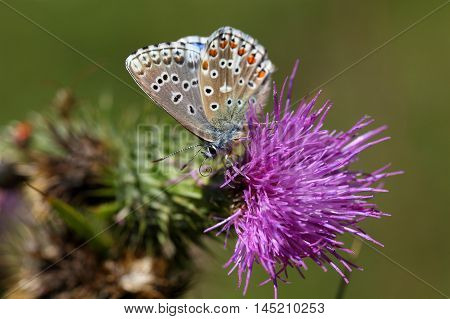 An Adonis blue butterfly (Polyommatus bellargus) on a thistle flower.