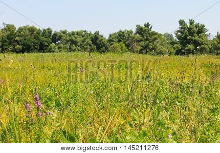 Summer landscape beautiful green meadow and trees
