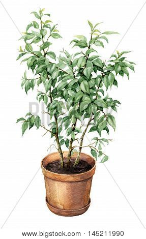 Hand drawn pot plant. Watercolor green Ficus Benjamina in clay flowerpot isolated on white.