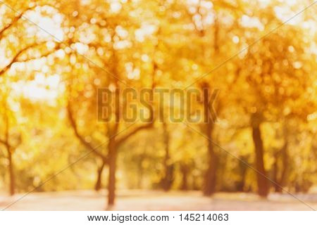 Yellow autumn trees out of focus. Abstract bokeh backdrop. Natural blurred background of fall park or garden.