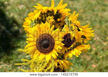 Bouquet of sunflowers. composition of several sunflowers