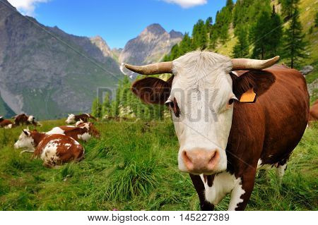 Cows in alpien agriculture farm in in Aosta Valley Italy