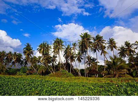 Picturesque Coast Diani