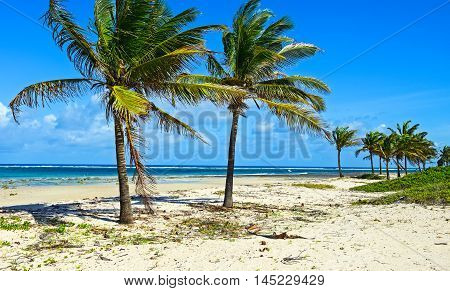 Picturesque Coast Diani