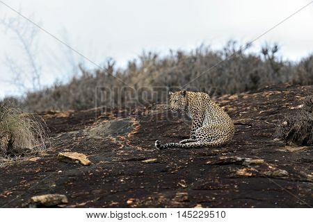 Leopard In Savannah In Kenya