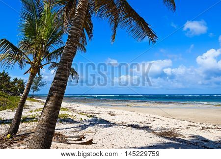 Picturesque Coast Diani