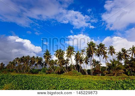 Picturesque Coast Diani