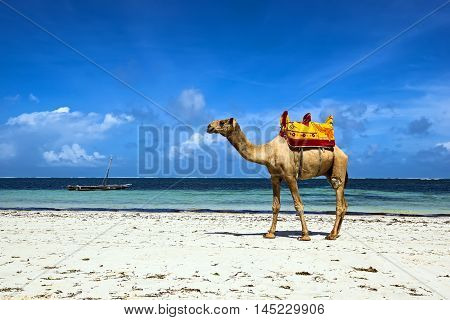 Camel On The Beach
