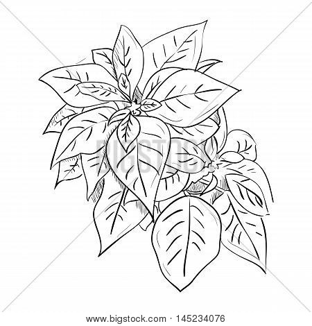 Vector sketch illustration of leafs isolated on white background
