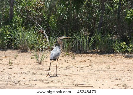 A Great Blue Heron walks along a sandy beach, looking for his next meal.