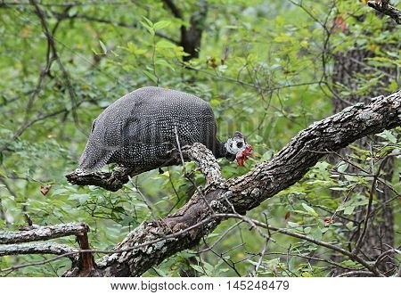 Black and white spotted guinea fowl perched in a tree.