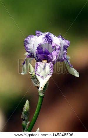 A single purple striped bearded iris flower with small bud on stem on green and brown background.