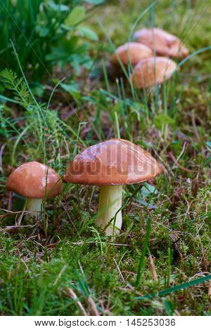 A group of edible forest mushrooms (Suillus luteus)