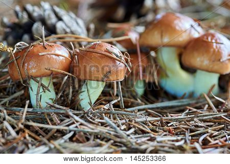 A group of edible forest mushrooms (Suillus luteus)