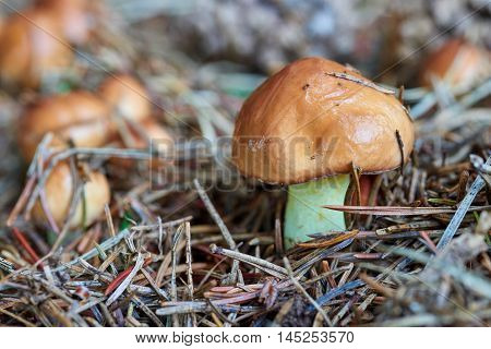 A group of edible forest mushrooms (Suillus luteus)
