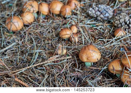 A group of edible forest mushrooms (Suillus luteus)