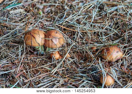 A group of edible forest mushrooms (Suillus luteus)