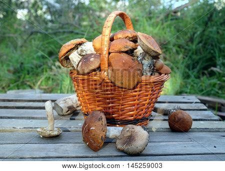 Still life with many edible mushrooms  in brown wicker basket on wooden table closeup wooden table. Top view outdoors against green plants in the evening