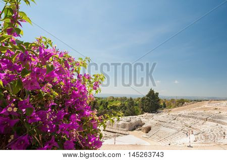 The famous greek theater of Syracuse Sicily with a flowered bougainvillae plant in the foreground