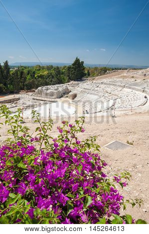 The famous greek theater of Syracuse Sicily with a flowered bougainvillae plant in the foreground