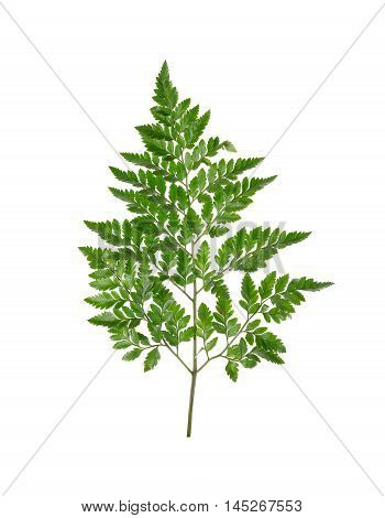 Leather Leaf Fern with stem on white background