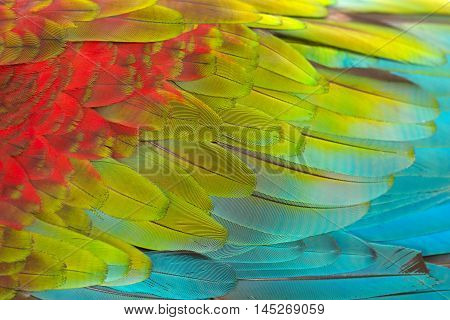 Colorful texture of Scarlet Macaw feathers can use background.
